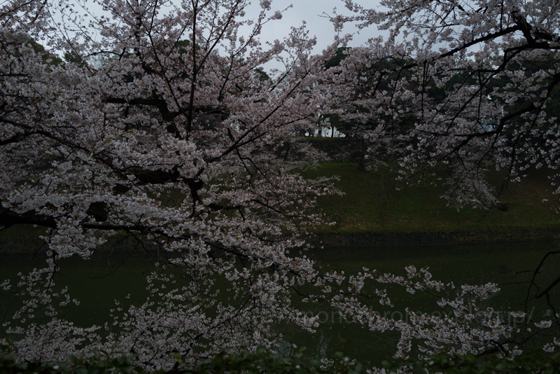 Leica Q2 First Impression 初撮　vol.5 Sakura_c0219256_06420561.jpg
