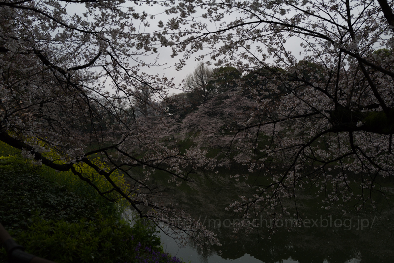 Leica Q2 First Impression 初撮　vol.5 Sakura_c0219256_06420606.jpg