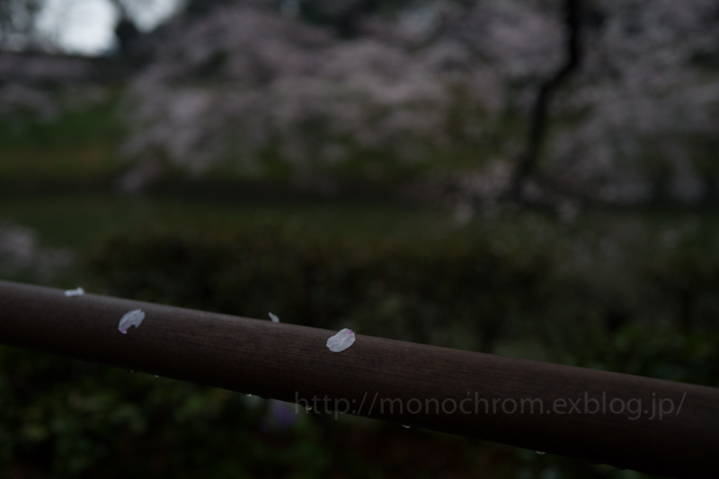 Leica Q2 First Impression 初撮　vol.5 Sakura_c0219256_06420611.jpg