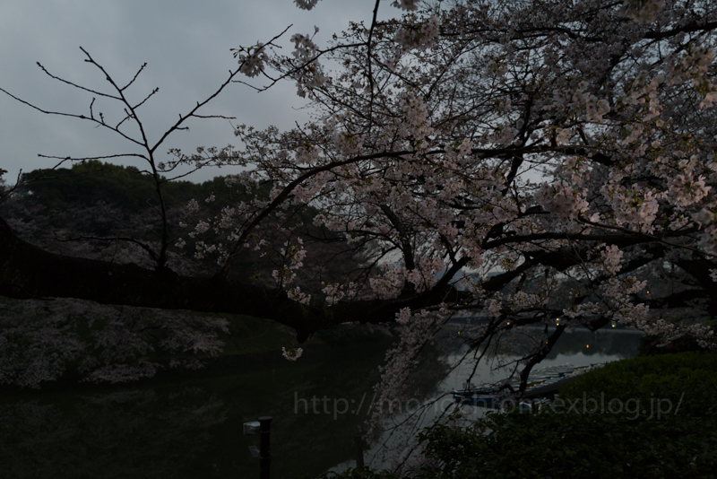 Leica Q2 First Impression 初撮　vol.5 Sakura_c0219256_06420613.jpg