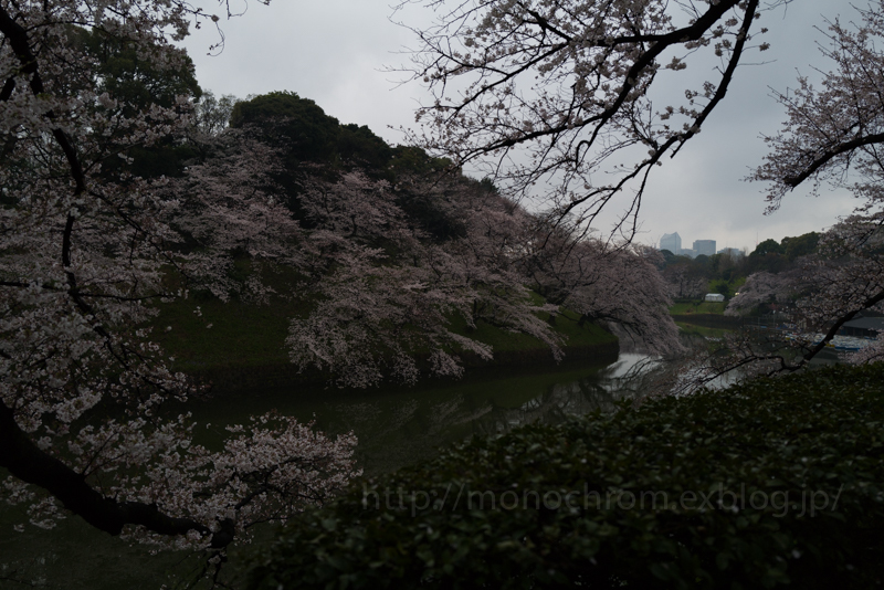 Leica Q2 First Impression 初撮　vol.5 Sakura_c0219256_06420640.jpg