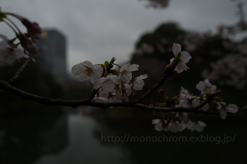 Leica Q2 First Impression 初撮　vol.5 Sakura_c0219256_06420699.jpg