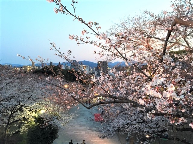 福岡　西公園の桜～_d0082356_11293875.jpg