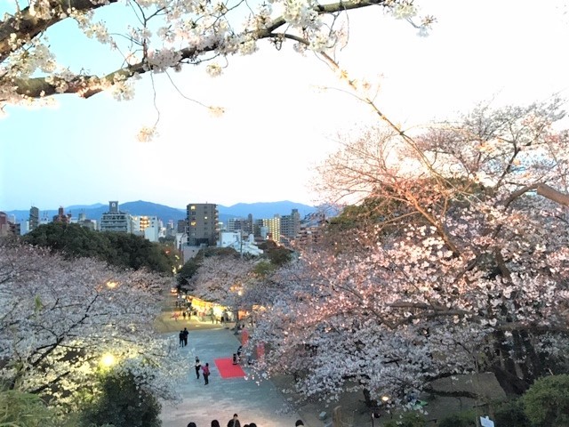 福岡　西公園の桜～_d0082356_11295337.jpg