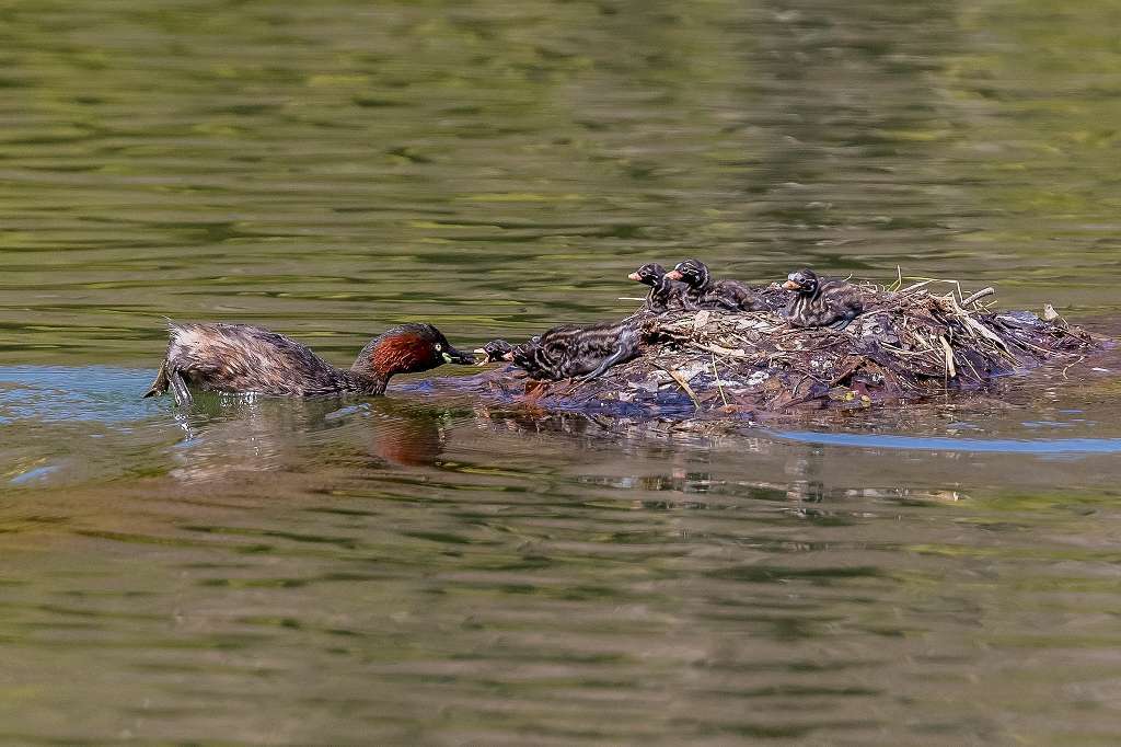 子育て奮闘中のカイツブリ_f0044056_14581464.jpg