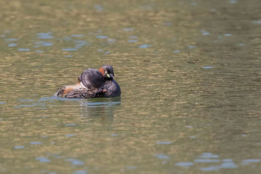 子育て奮闘中のカイツブリ_f0044056_14585264.jpg