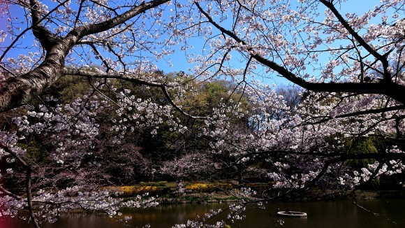 ４月２日  寒過ぎる桜ん歩③  じゅんさい池_b0306158_16041084.jpg