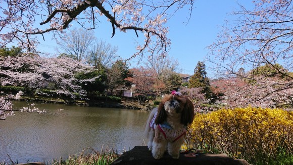 ４月２日  寒過ぎる桜ん歩③  じゅんさい池_b0306158_16181328.jpg