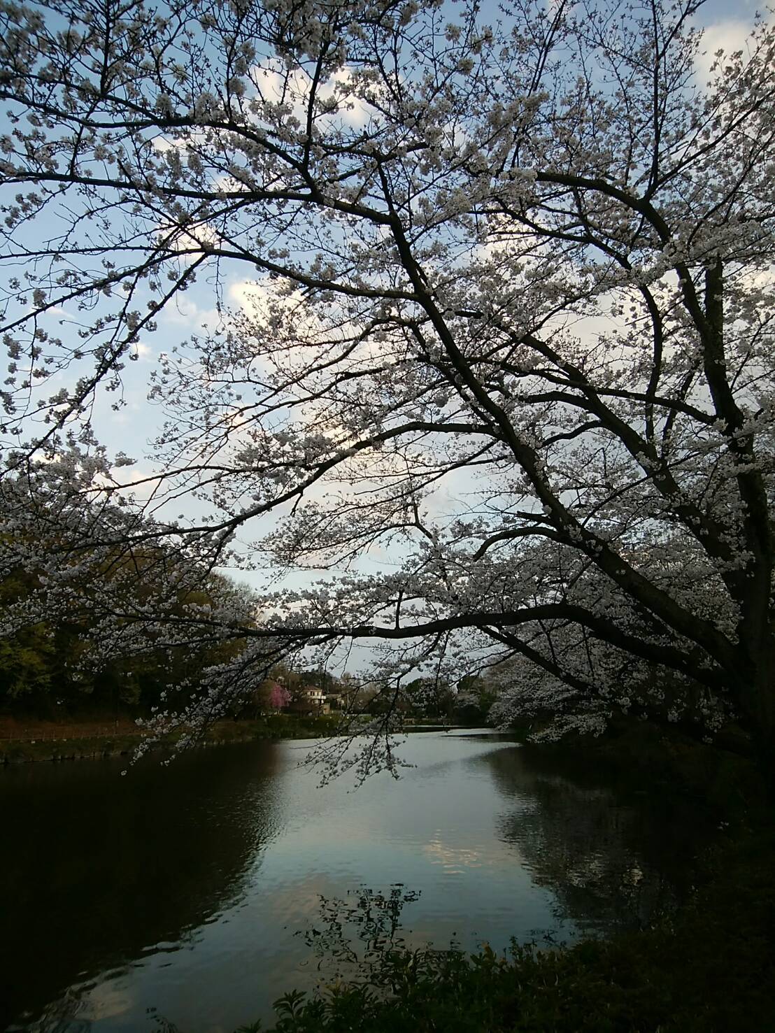 ４月２日  寒過ぎる桜ん歩③  じゅんさい池_b0306158_16252923.jpg