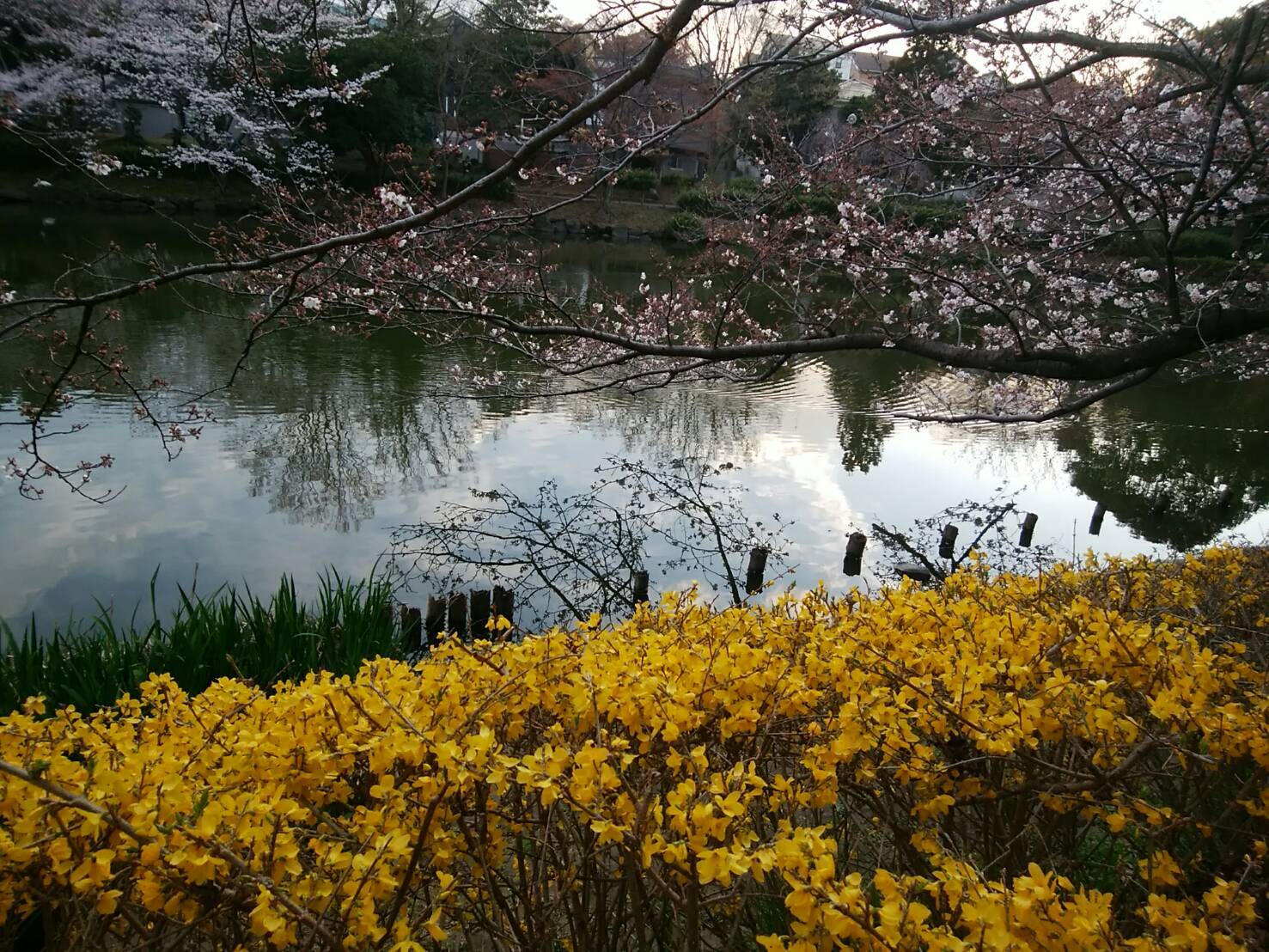 ４月２日  寒過ぎる桜ん歩③  じゅんさい池_b0306158_16264325.jpg