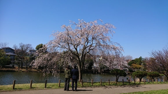 ４月２日  寒過ぎる桜ん歩③  じゅんさい池_b0306158_16311396.jpg