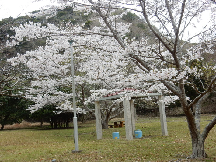 ’19,4,2(火)新元号が「令和」に決まったYO!_f0060461_10553516.jpg