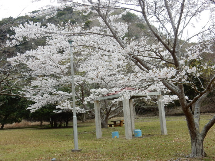 ’19，4，2（火）新元号が「令和」に決まったYO!_f0060461_10553516.jpg