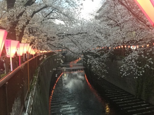 恒例花見!_d0137764_23071893.jpeg