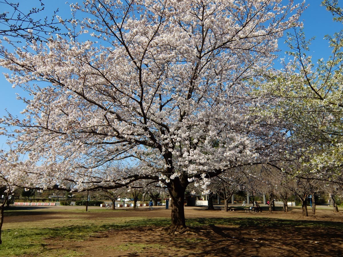 c0084666_21444720.jpg
