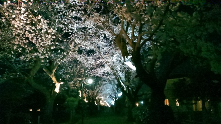 桜回廊ライトアップ_a0117168_19441109.jpg