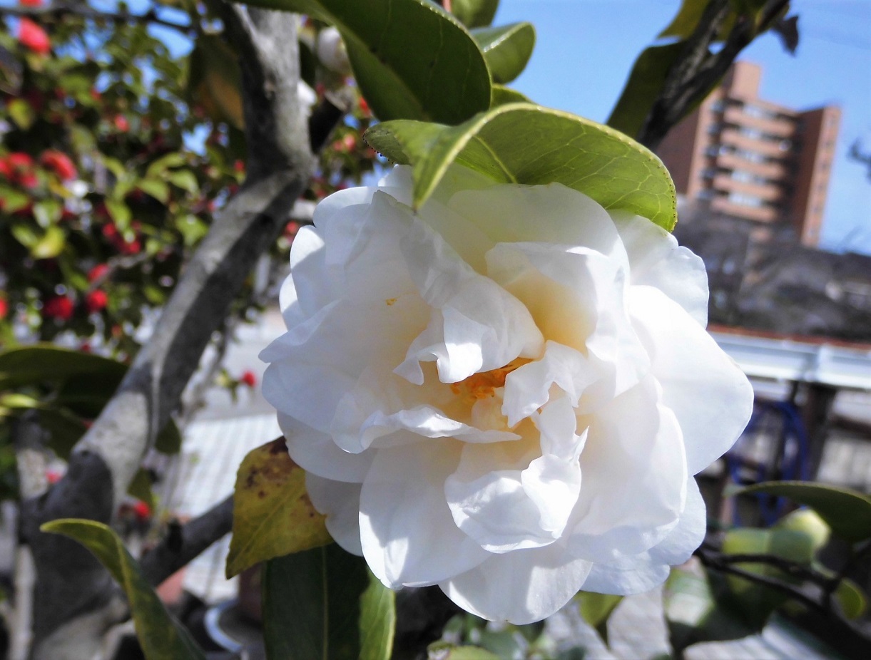 椿 美しくも妖しい 花言葉 さくらのひとりごと