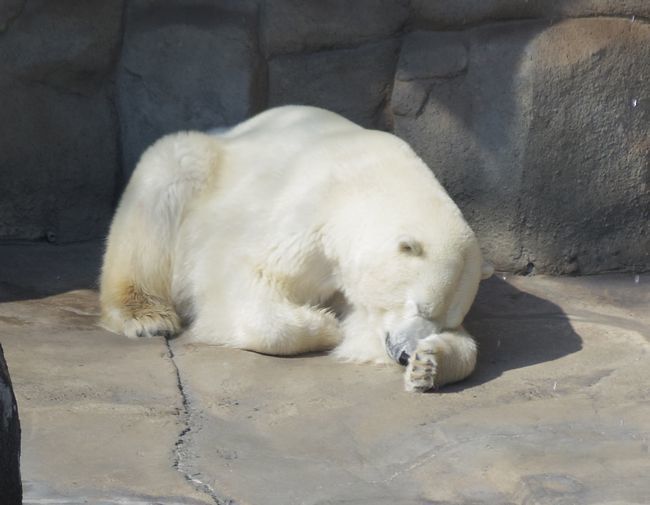 2月25日の神戸市立王子動物園のみゆき・くま・など。_b0014576_18364568.jpg