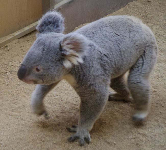 2月25日の神戸市立王子動物園のみゆき・くま・など。_b0014576_18455633.jpg