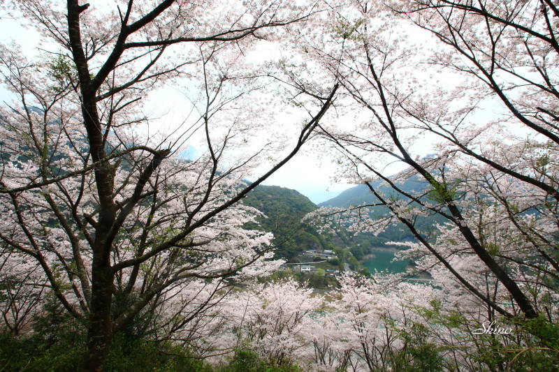 峠の桜_c0250376_05102478.jpg