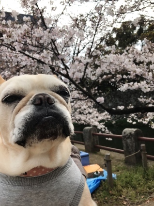 Spring Selfie...&#128055;&#127800;_d0048577_20351080.jpeg