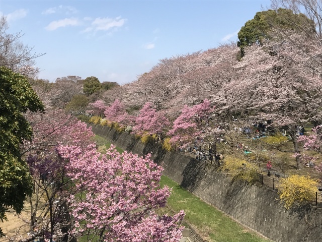 2019 昭和記念公園のお花見_a0180279_16522111.jpg