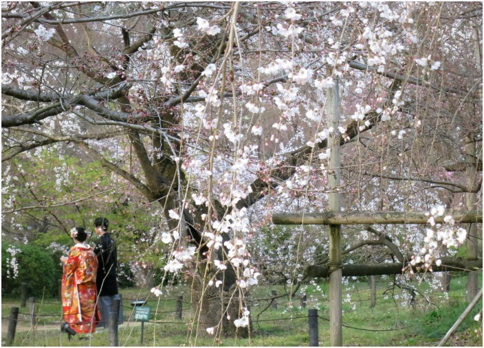 　　＜　植物園での一コマ　②　＞_c0036080_16195685.jpg