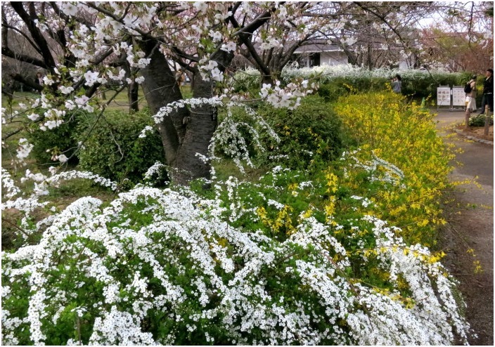 　　＜　植物園での一コマ　②　＞_c0036080_16271990.jpg