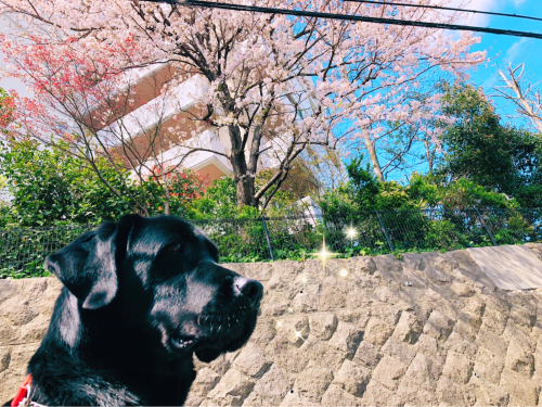 雄くん🐾_f0357682_23370896.jpg