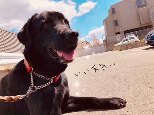 雄くん🐾_f0357682_23371411.jpg
