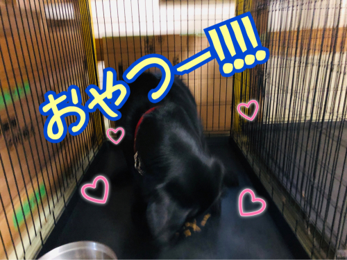 雄くん🐾_f0357682_23380897.jpg