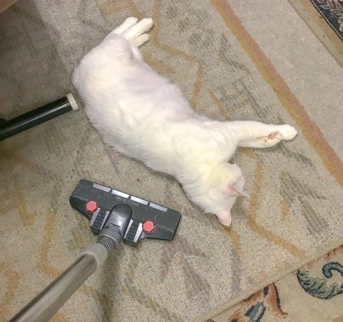a0216583_23235181.jpeg