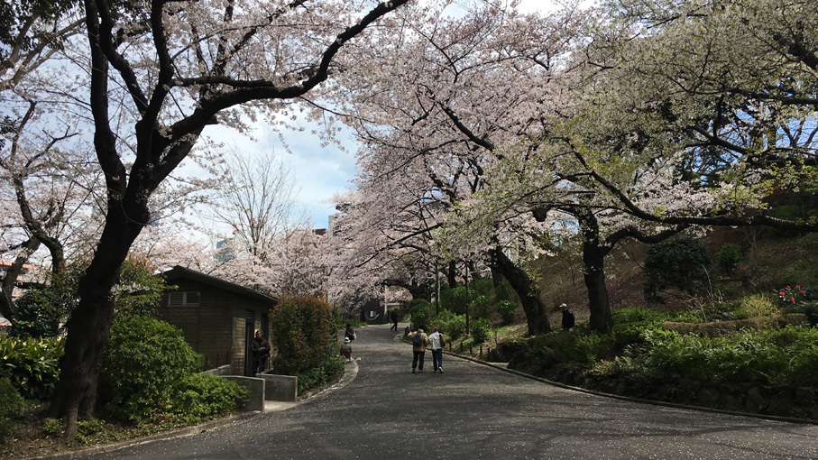 横浜の桜開花状況_b0061387_14323542.jpg