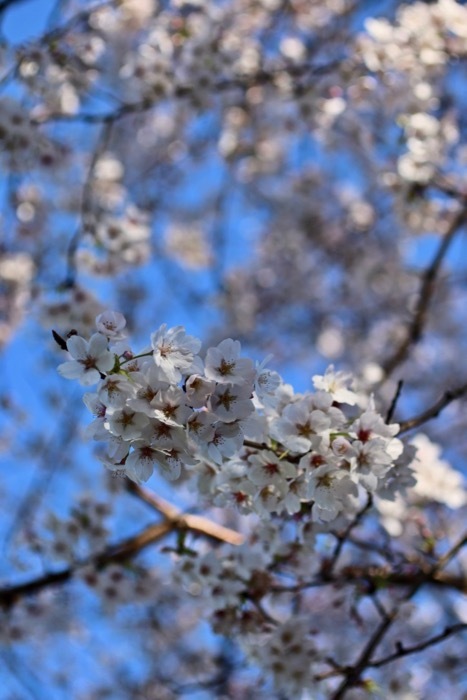 f0245389_08532581.jpg