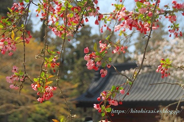 鎌倉　妙本寺の桜，花カイドウ_f0374092_16165227.jpg