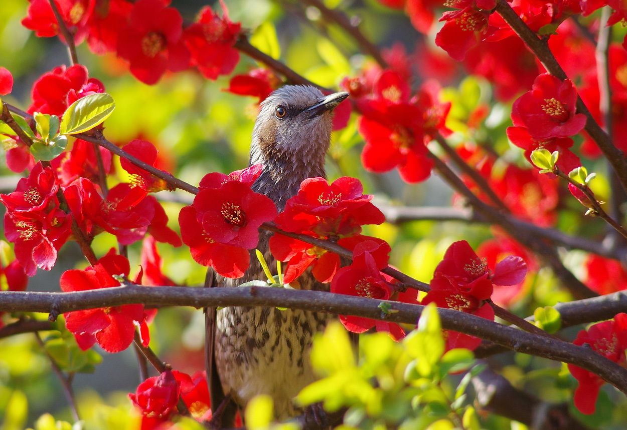 ボケの花とヒヨドリ ４月３日 ヤソッチひだまり写真館