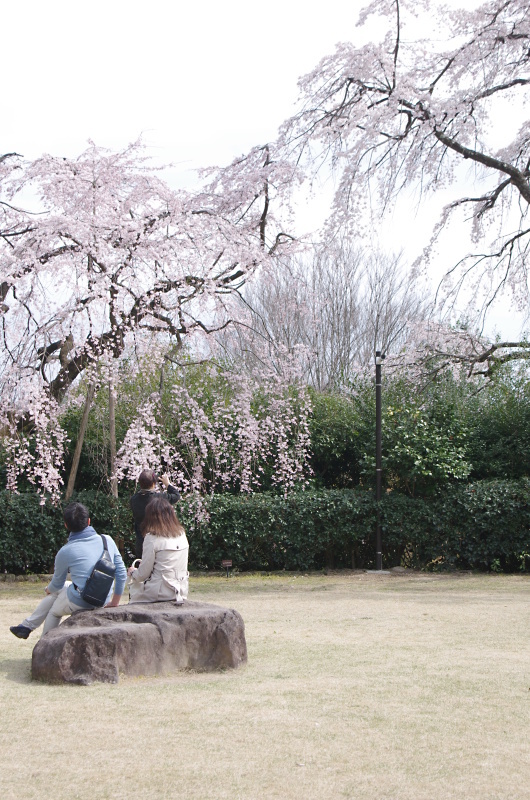 大山崎山荘　桜_c0382798_10312193.jpg