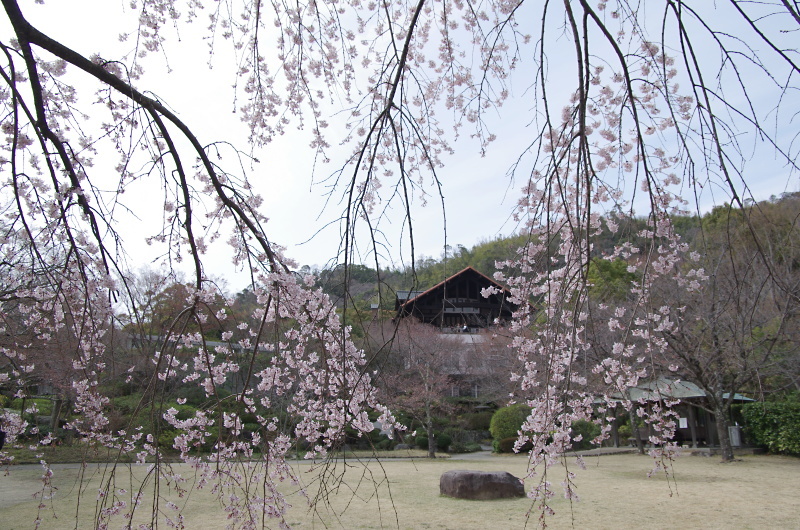 大山崎山荘　桜_c0382798_10314378.jpg