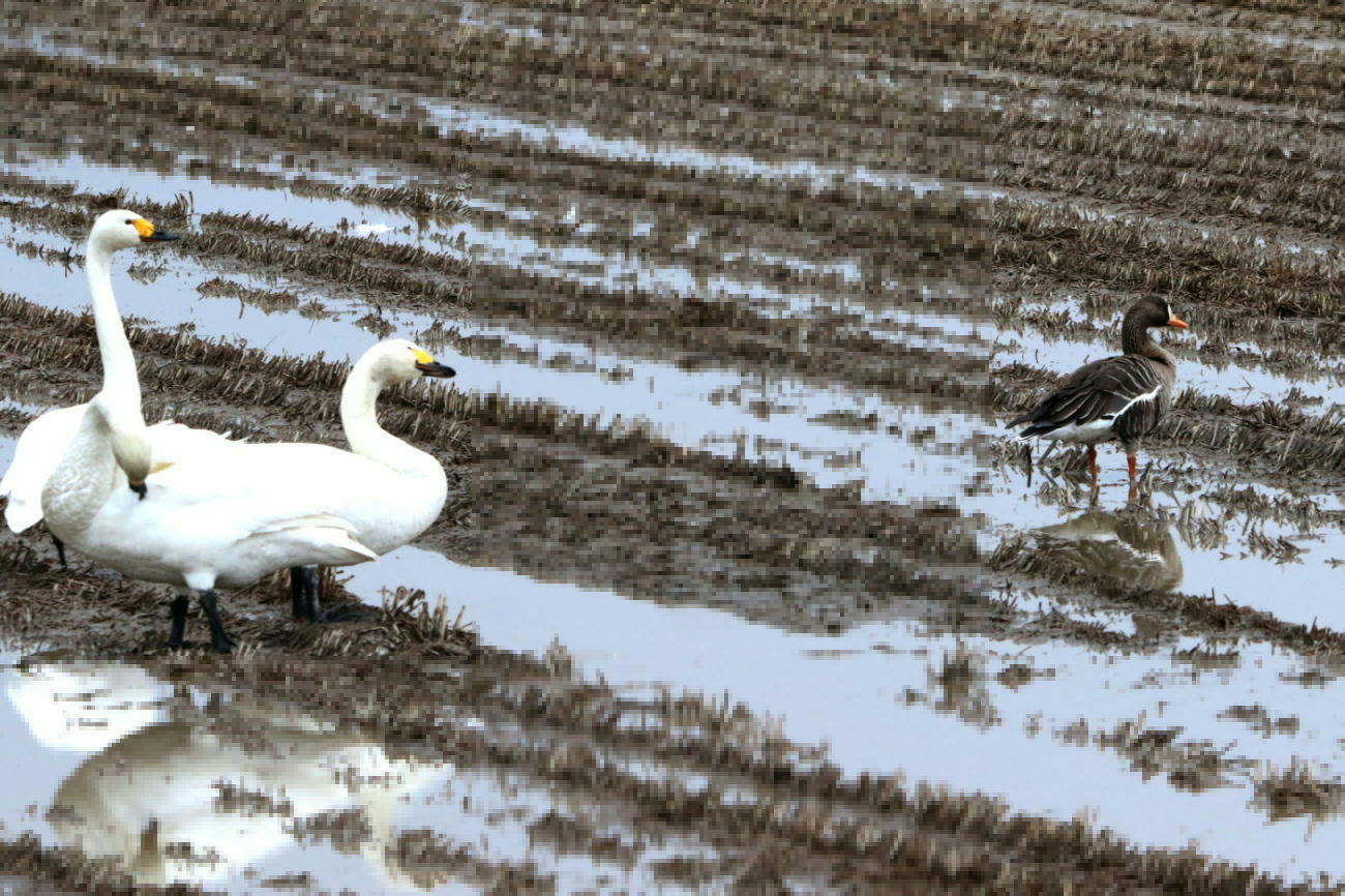 欄間、白鳥2羽 雲の隙間から 光が差し込んで 白鳥と光芒が綺麗でした🦢 2025.12.31