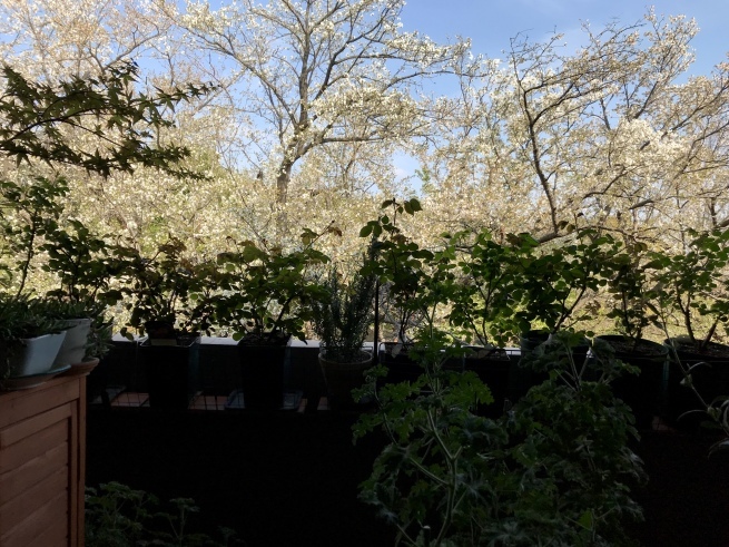 c0362401_10472754.jpeg