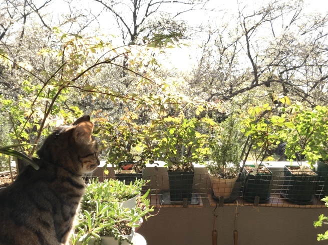 c0362401_10503844.jpeg