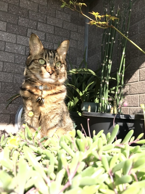 c0362401_10515137.jpeg