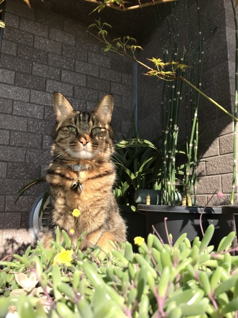 c0362401_10522921.jpeg