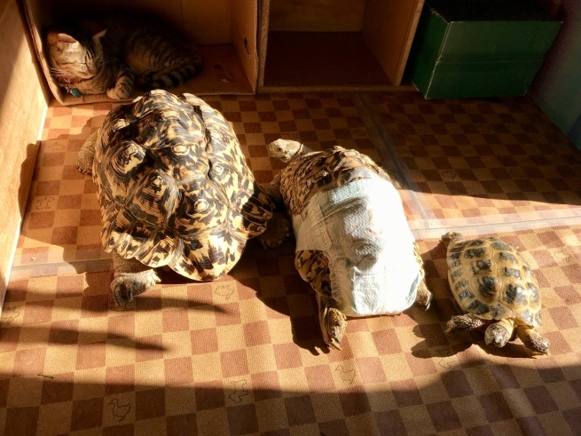 c0362401_10562618.jpeg