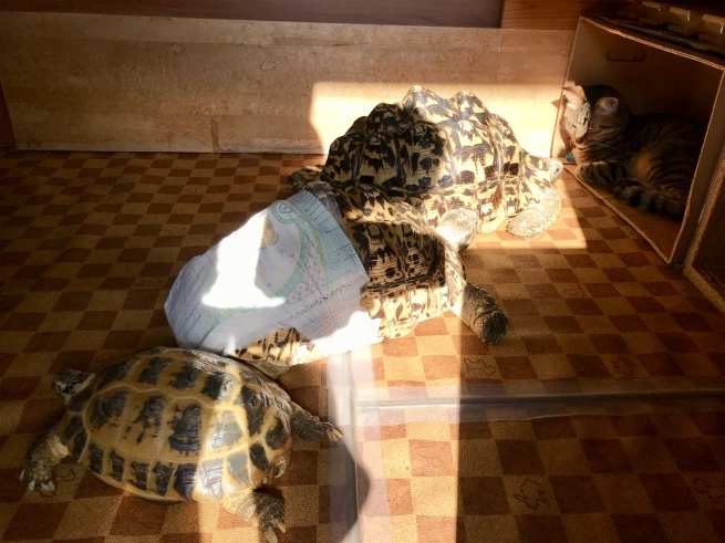 c0362401_10572167.jpeg