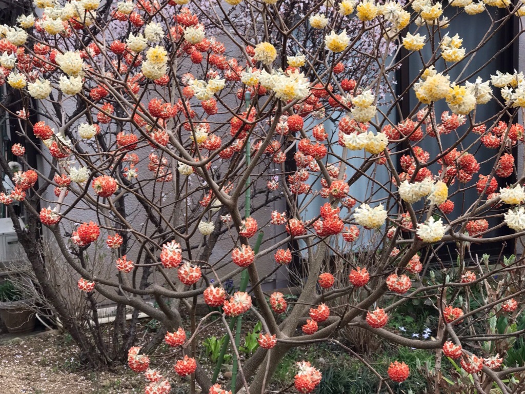 彼岸花(曼珠沙華)の葉_e0181901_09343902.jpg