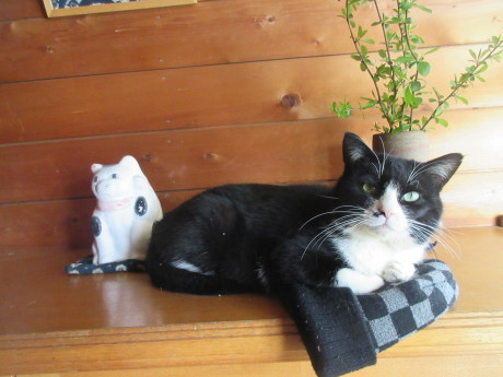 くー初めて戸を開ける ハンショウヅルの蕾 おしゃべりねこ くー初めて戸を開ける ハンショウヅルの蕾 おしゃべりねこ