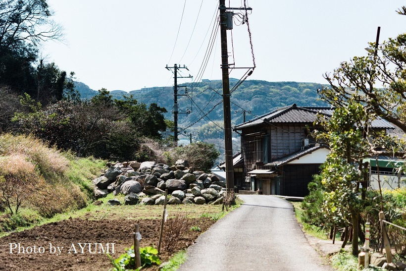 三浦半島の里山(2019年4月)_b0348205_17273428.jpg