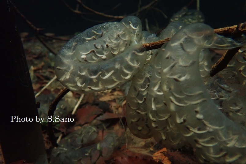 三浦半島の里山(2019年4月)_b0348205_17310904.jpg