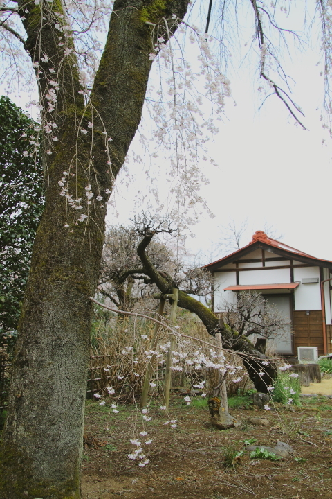 荒川沿いの道に桜が咲き始めた - 2019年桜・秩父鉄道 -_b0190710_22270026.jpg